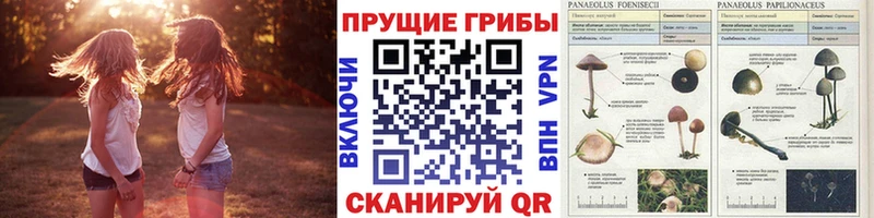 Псилоцибиновые грибы мицелий  Кашин 